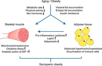 Health Consequences of Sarcopenic Obesity: A Narrative Review